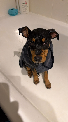 Adopter Bobby