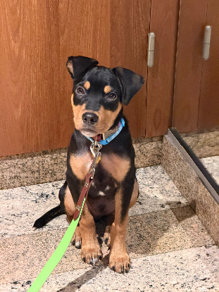 Adopter Bobby