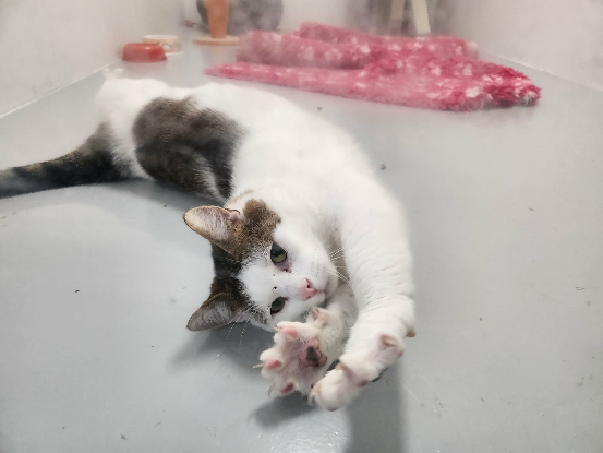 Adopter Lumy