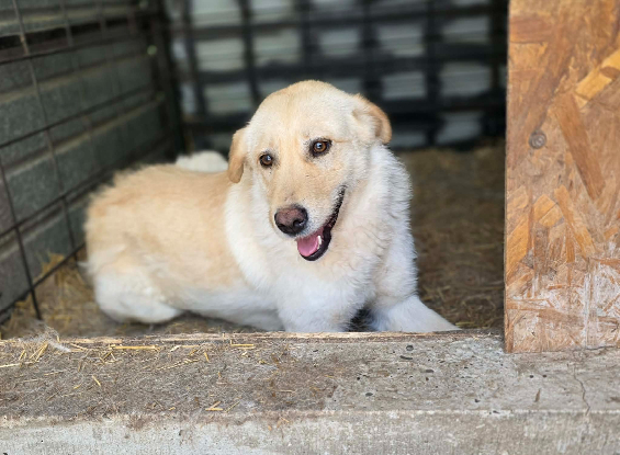 Adopter Misha