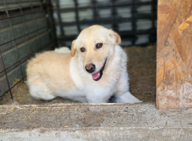 Adopter  chien : Misha