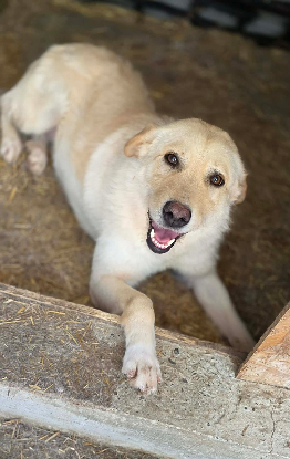 Adopter Misha
