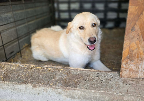 Adopter Misha