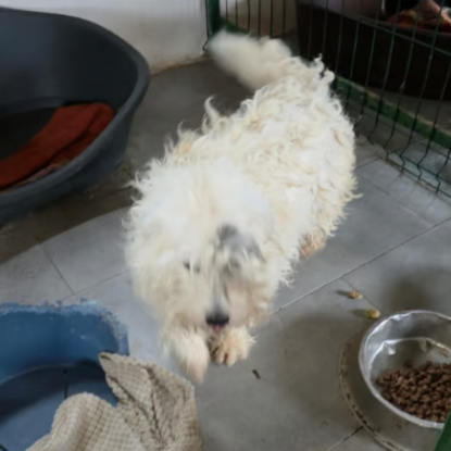 Adopter Oslo