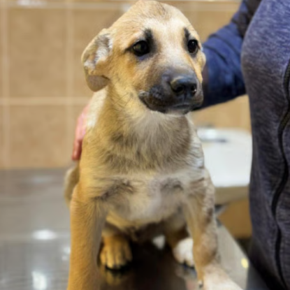 Adopter Mike