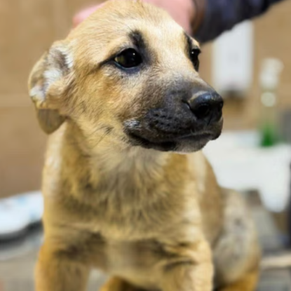 Adopter Mike
