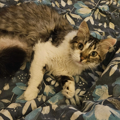 Adopter Alhi