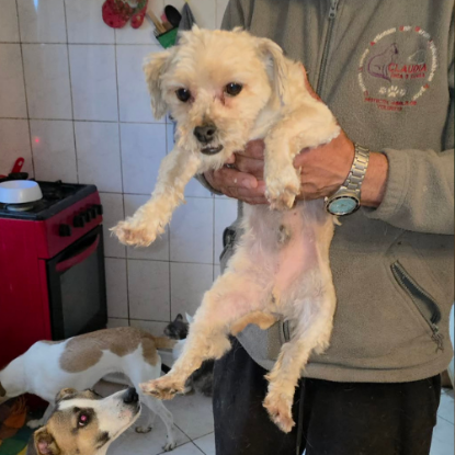 Adopter Maxelio