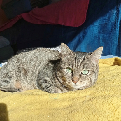 Adopter Olympe