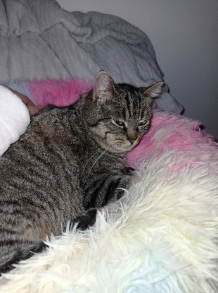Adopter Olympe
