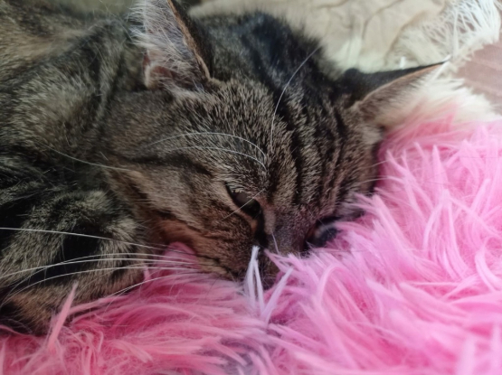 Adopter Olympe