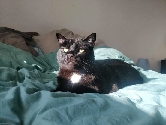 Adopter Reznor