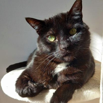 Adopter Reznor