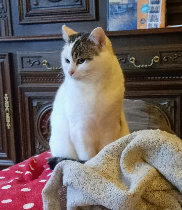Adopter Himalaya