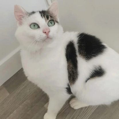 Adopter Himalaya