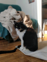 Adopter  chat : Salomé