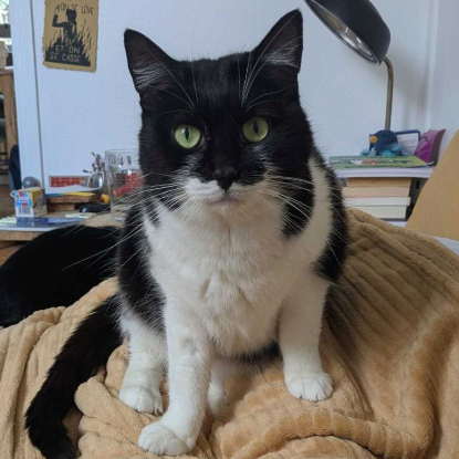 Adopter Salomé