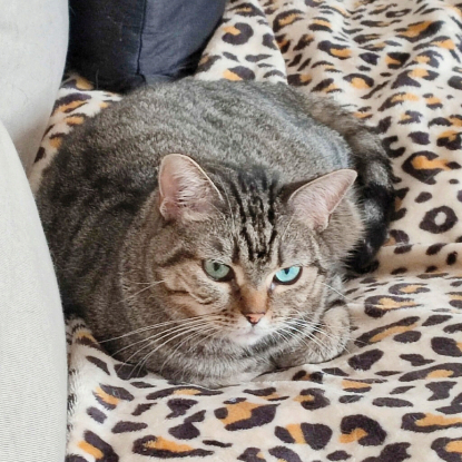 Adopter Canelle