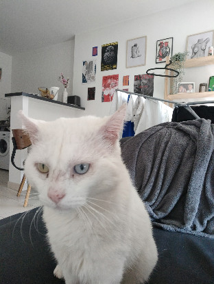 Adopter Aslan