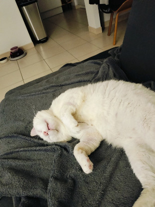 Adopter Aslan