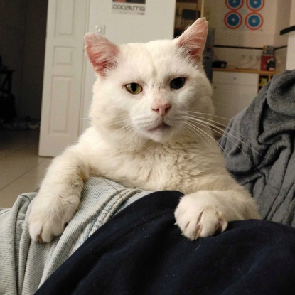 Adopter Aslan