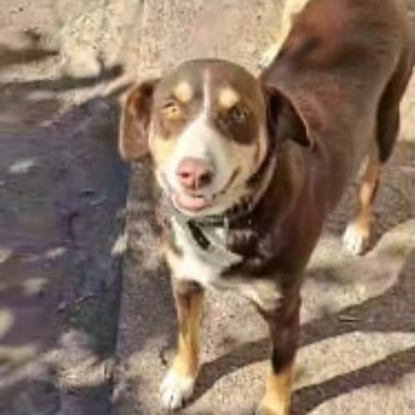 Adoption Toby