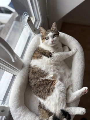 Adopter Nickie