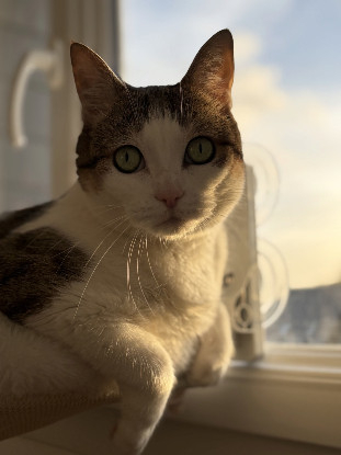 Adopter Nickie