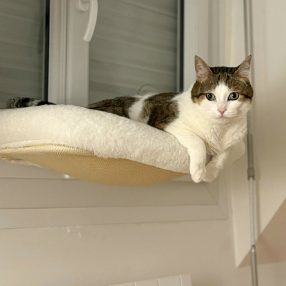Adopter Nickie