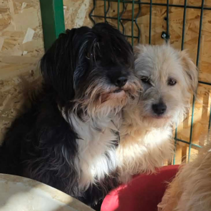 Adopter Anna