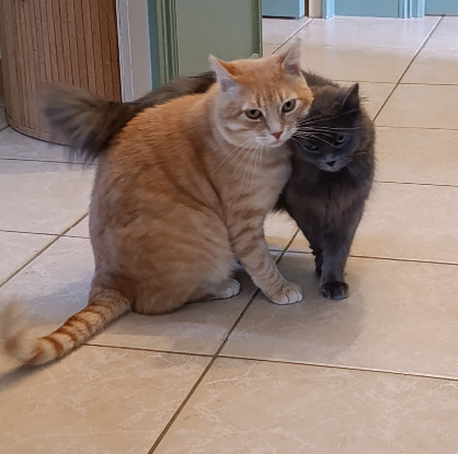 Adopter Chouquette et roudoudou