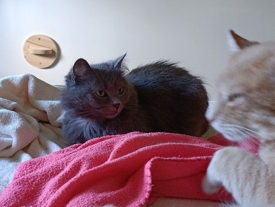 Adoption Chouquette et roudoudou