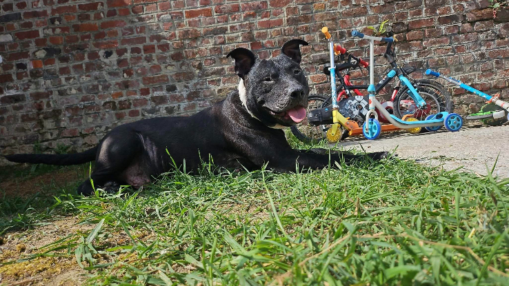 Adopter Paco
