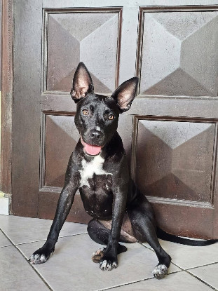 Adopter Naya