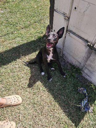 Adopter Naya