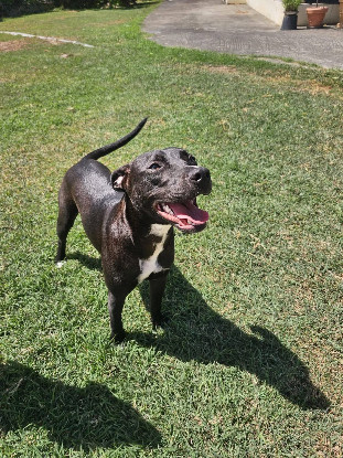 Adopter Naya