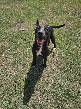 Adoption Naya