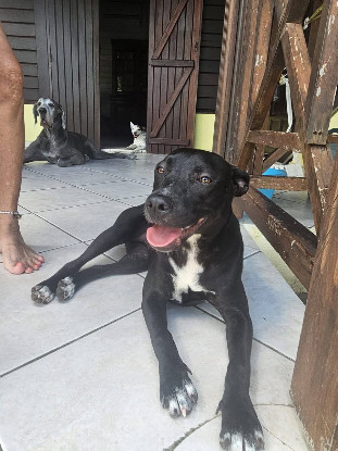 Adoption Naya