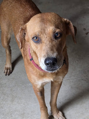 Adopter Truffe
