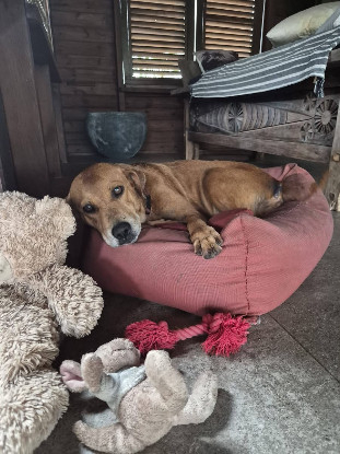Adopter Truffe