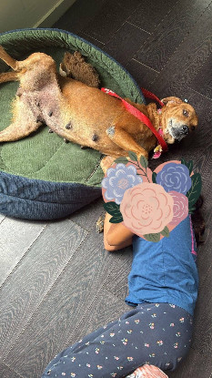Adopter Truffe