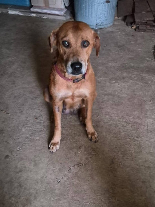 Adoption Truffe
