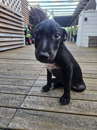 Adopter Harry