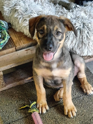 Adopter Hijo