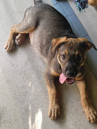 Adopter Hijo