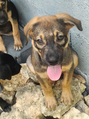 Adopter Hijo