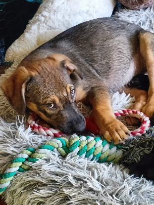 Adoption Hijo