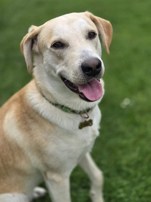 Adopter Grenache