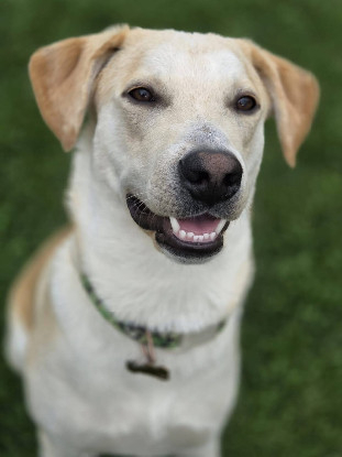 Adopter Grenache