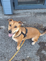 Adopter  chien : Bosko